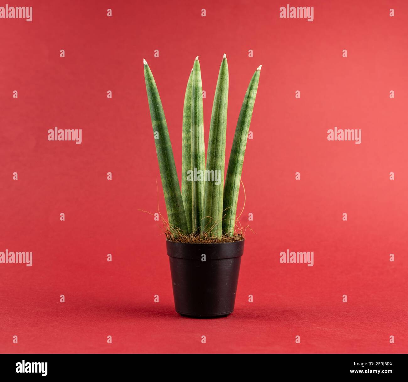 sansevieria cylindrica in pot with red background Stock Photo