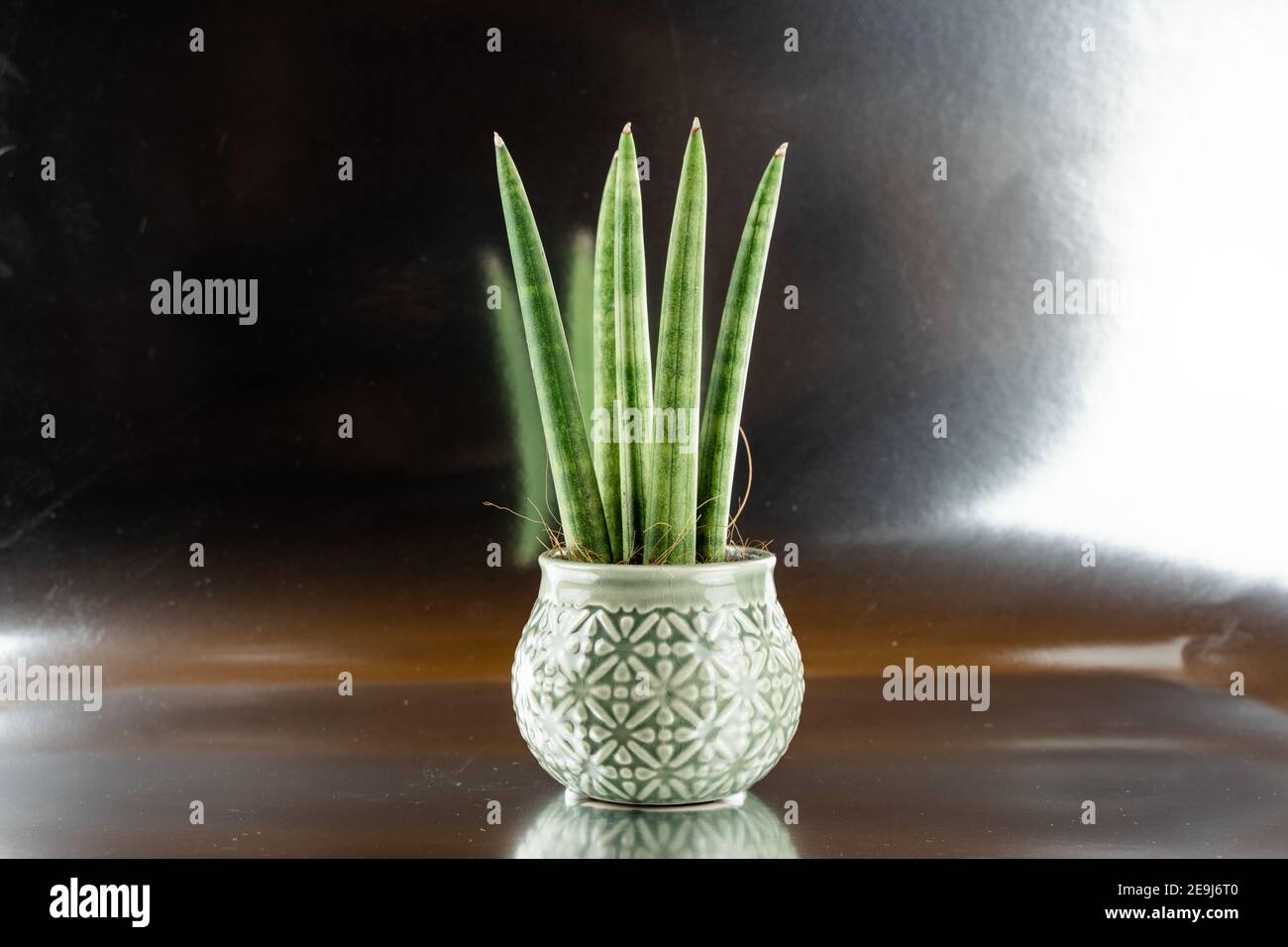 sansevieria cylindrica in pot with silver background Stock Photo