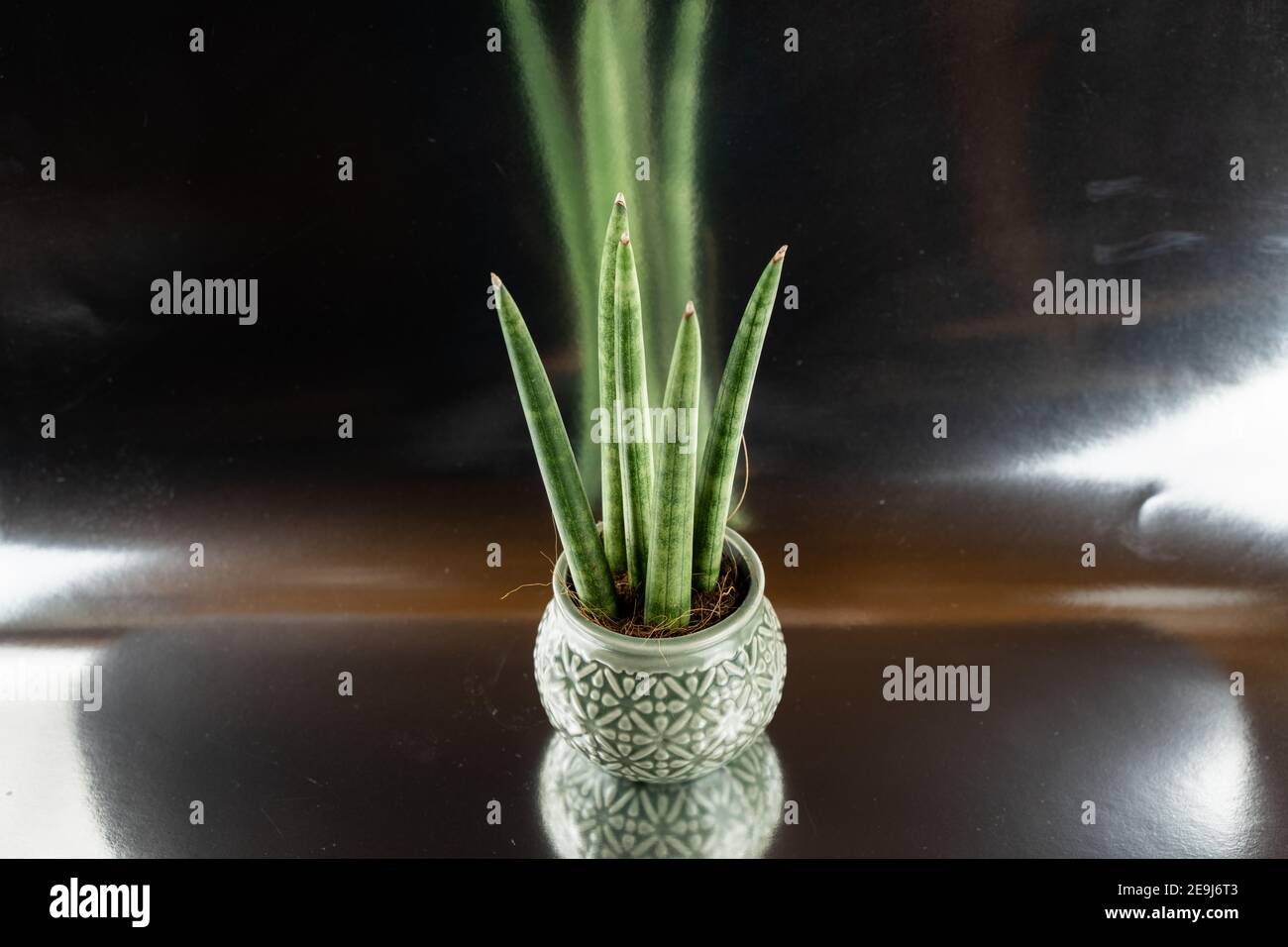 sansevieria cylindrica in pot with silver background, top view Stock Photo