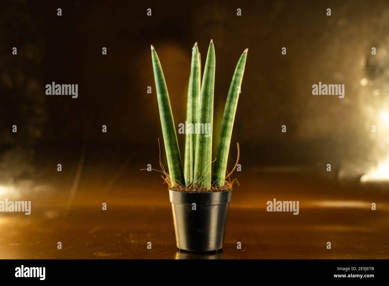 sansevieria cylindrica in pot with golden background Stock Photo
