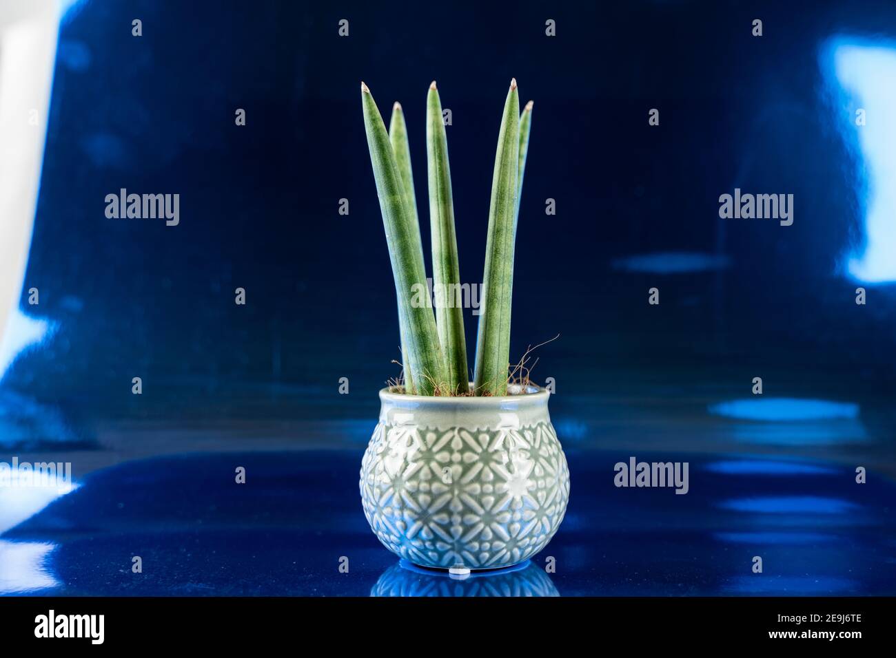 sansevieria cylindrica in pot with blue metallic background Stock Photo