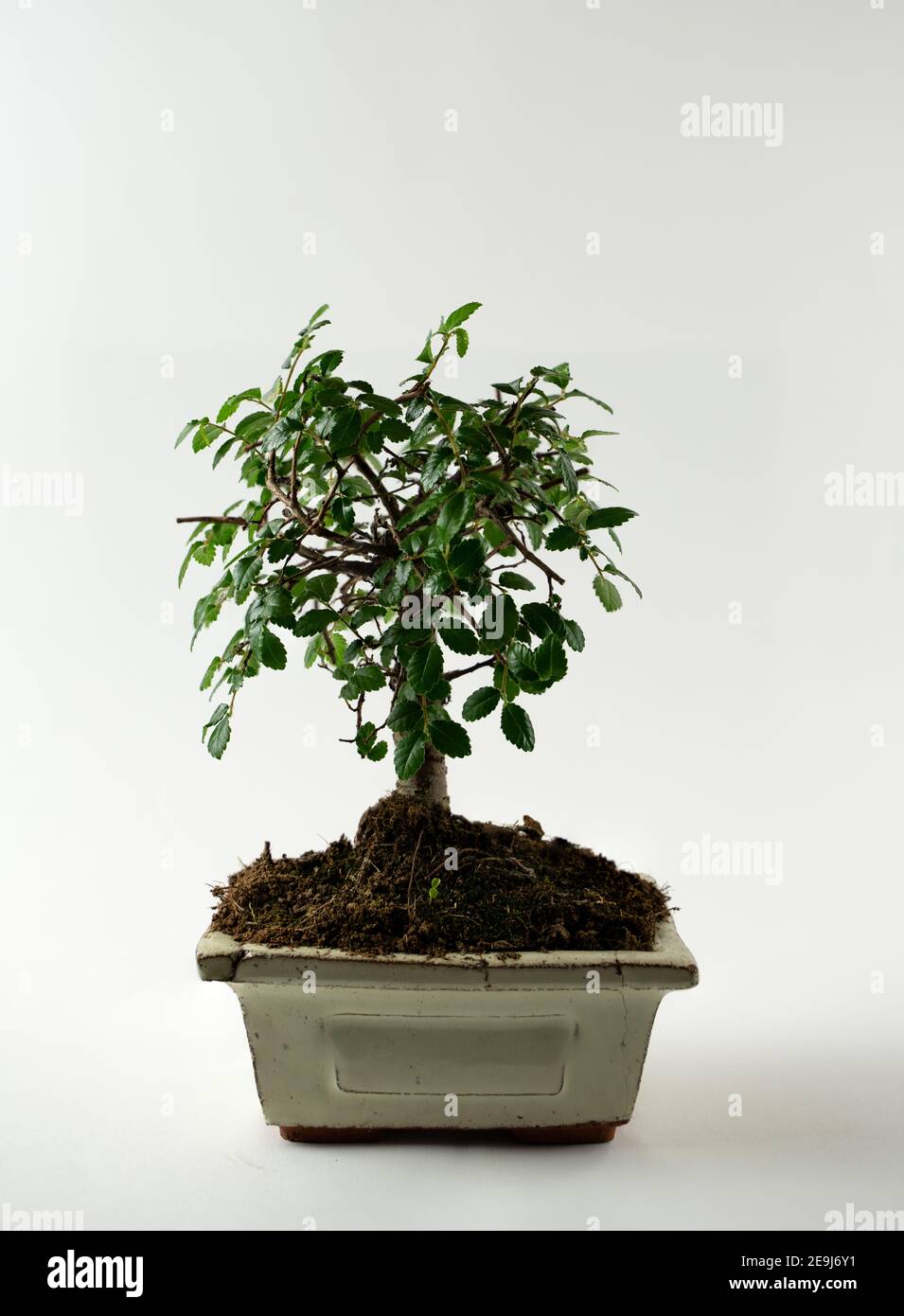 ulmus parvifolia in pot with white background Stock Photo
