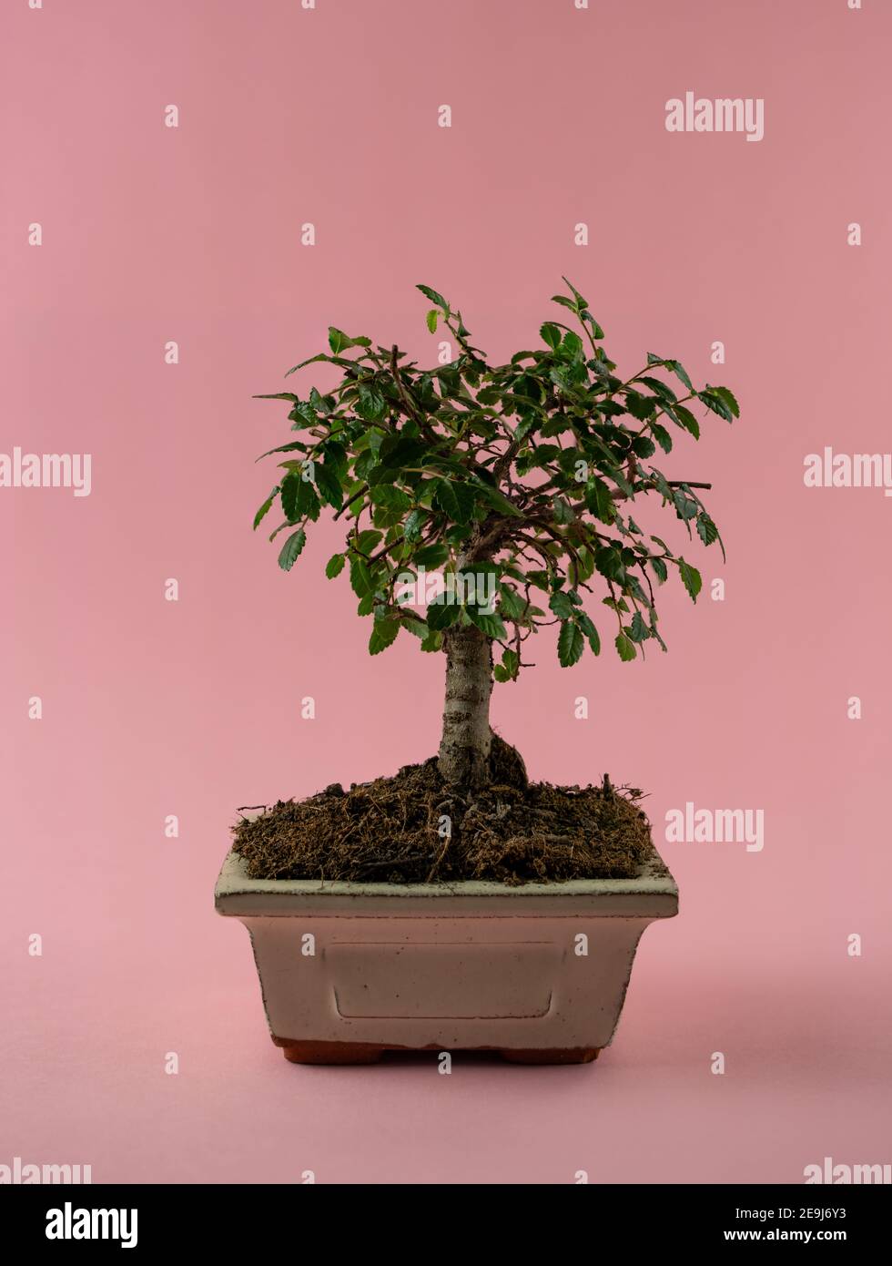 ulmus parvifolia in pot with pink background Stock Photo