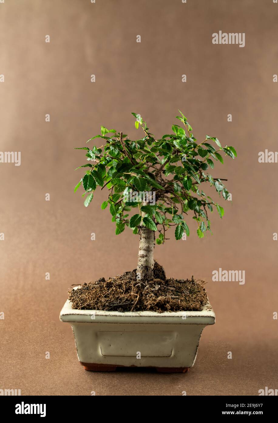 ulmus parvifolia in pot with brown background Stock Photo