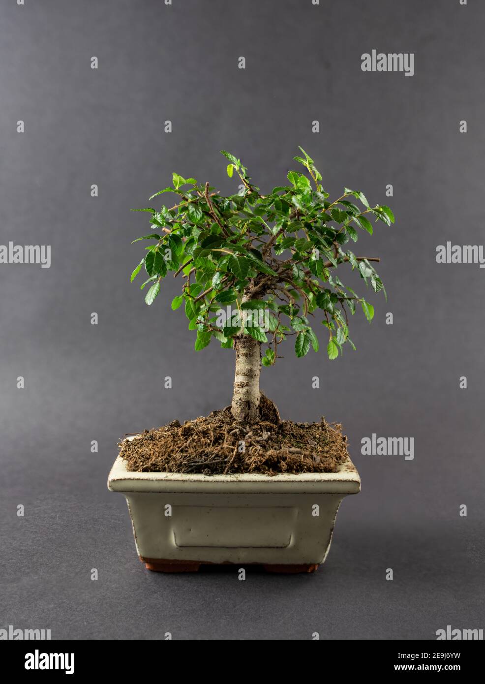 ulmus parvifolia in pot with black background Stock Photo