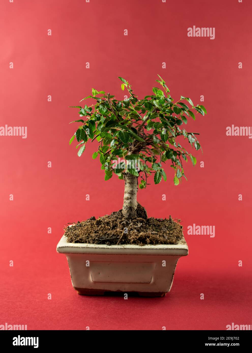 ulmus parvifolia in pot with red background Stock Photo