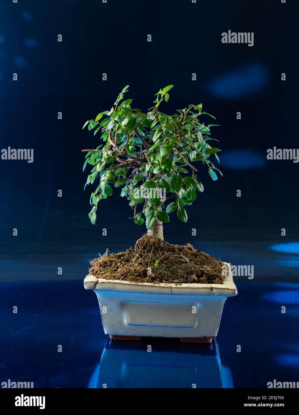 ulmus parvifolia in pot with blue metallic background Stock Photo