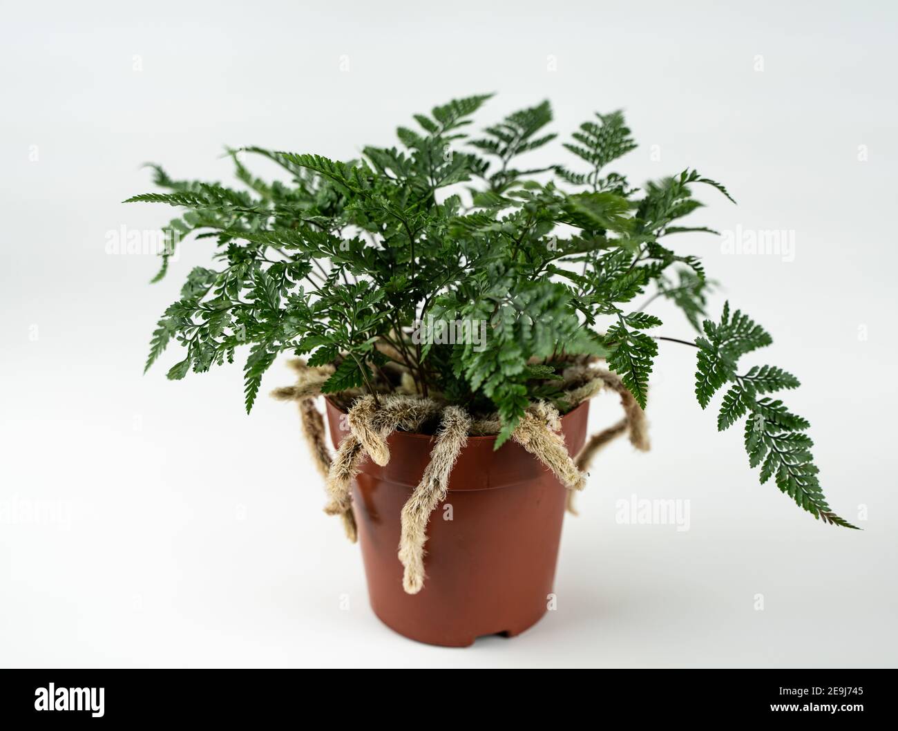 davallia mariesii in pot in white background, top view Stock Photo