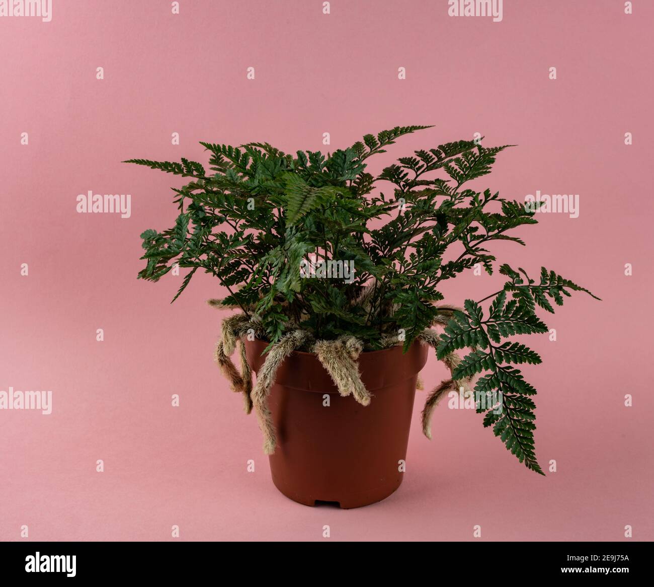 davallia mariesii in pot in pink background, top view Stock Photo