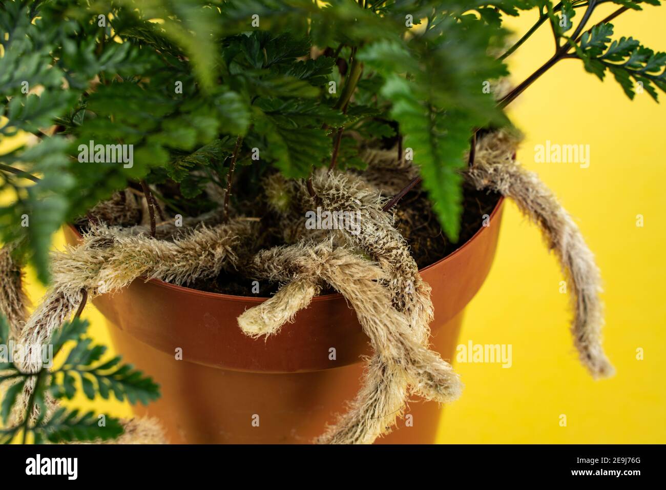 davallia mariesii in pot in yellow background, top view Stock Photo