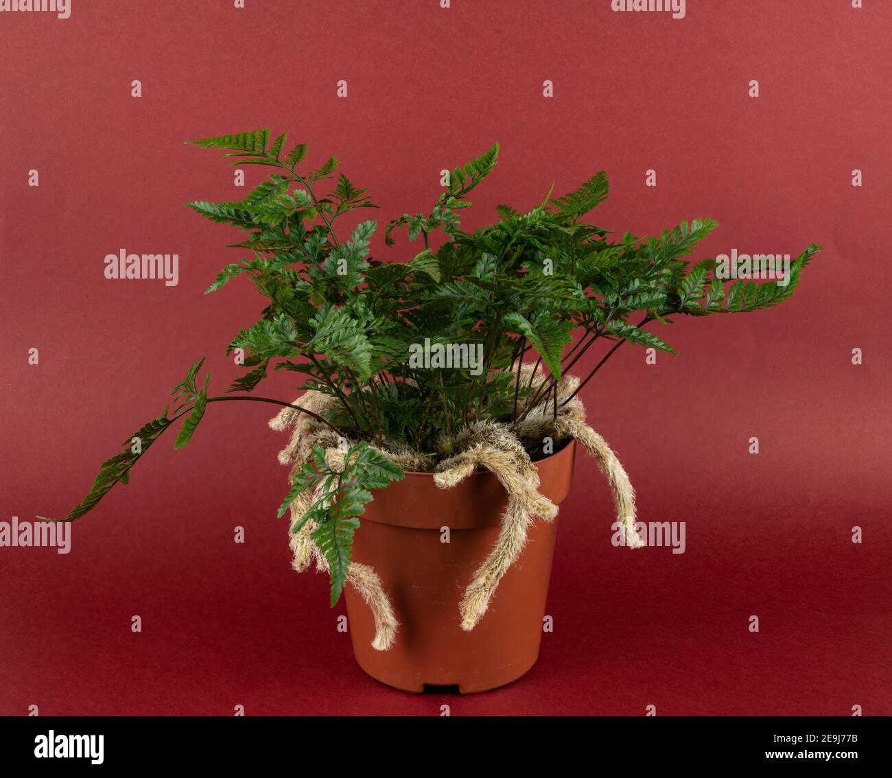 davallia mariesii in pot in red background, top view Stock Photo