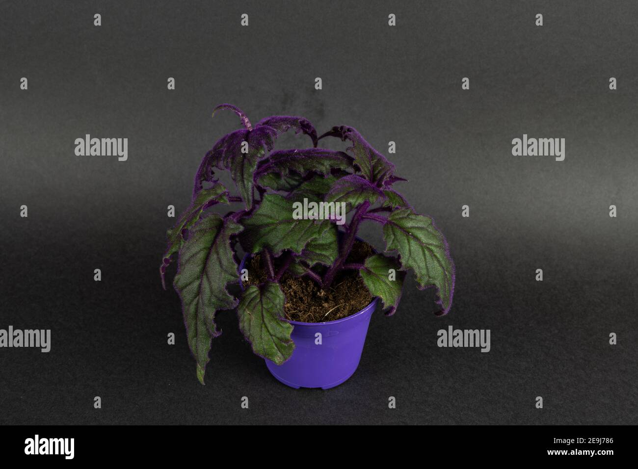 gynura aurantiaca in pot in black background, top view Stock Photo