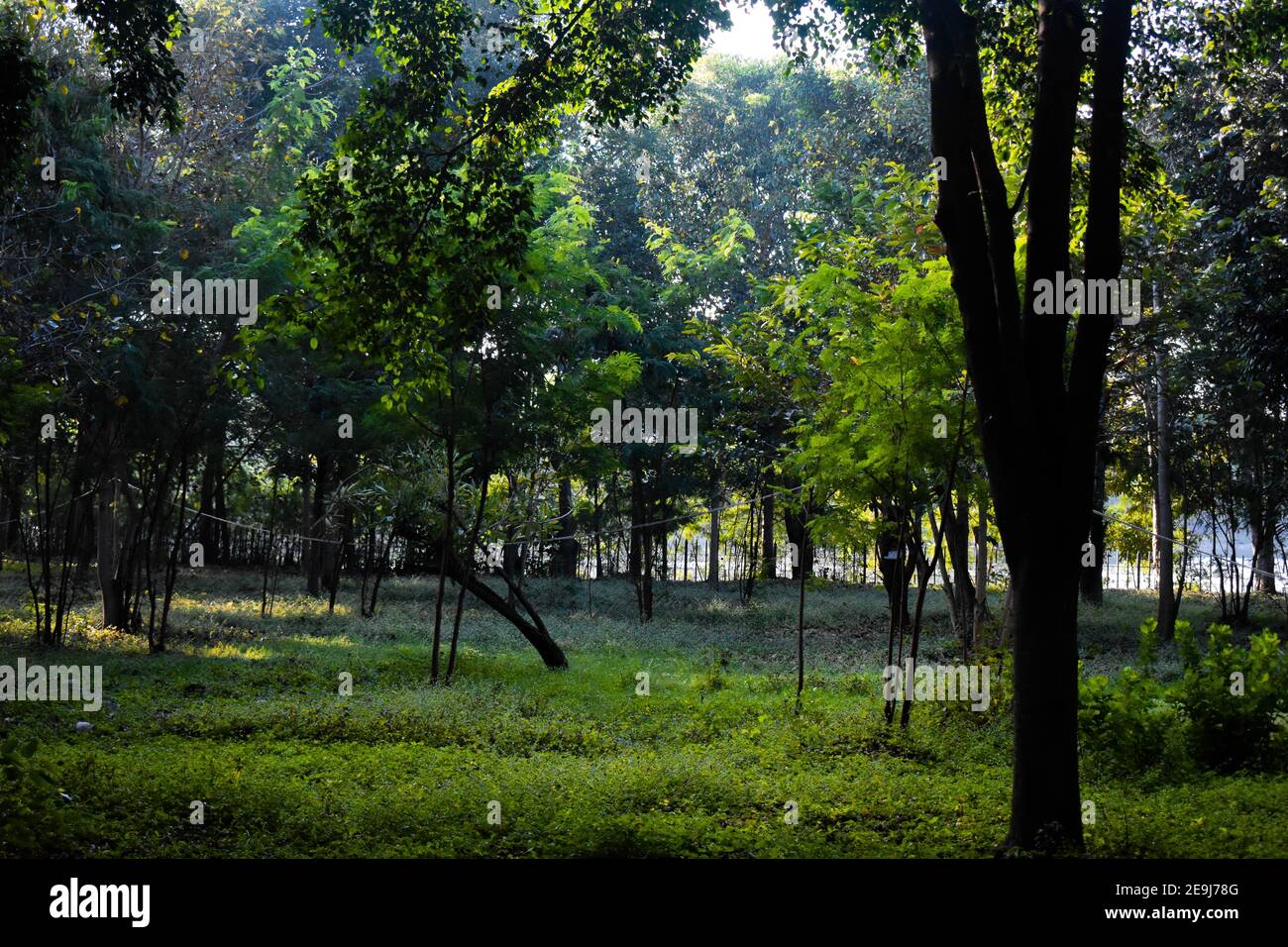 Sun rays passing through the trees in a park with green leaves morning ...