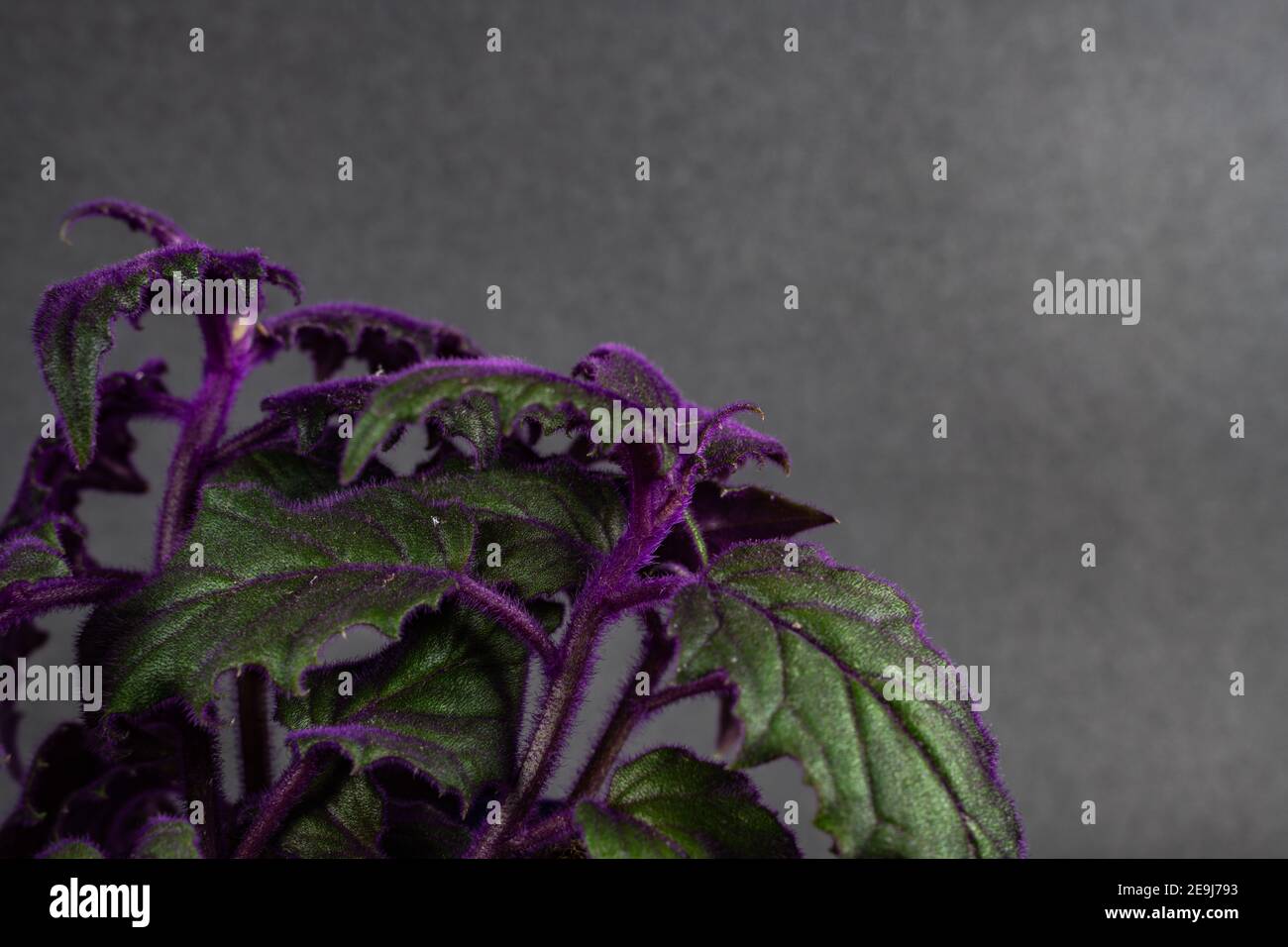 gynura aurantiaca in black background Stock Photo