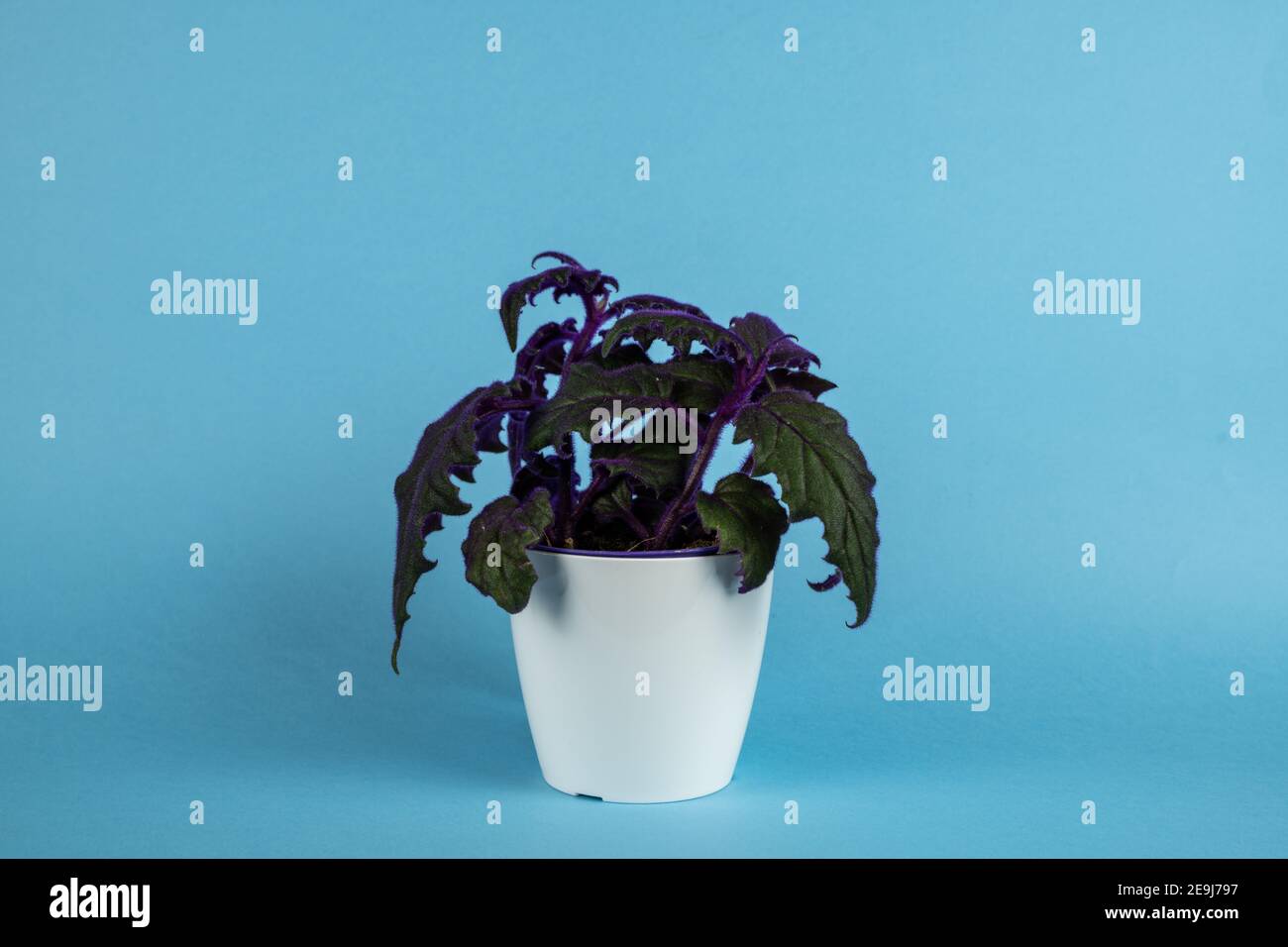 gynura aurantiaca in pot in blue background Stock Photo