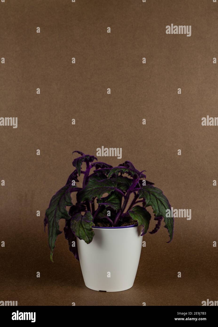 gynura aurantiaca in pot in brown background Stock Photo