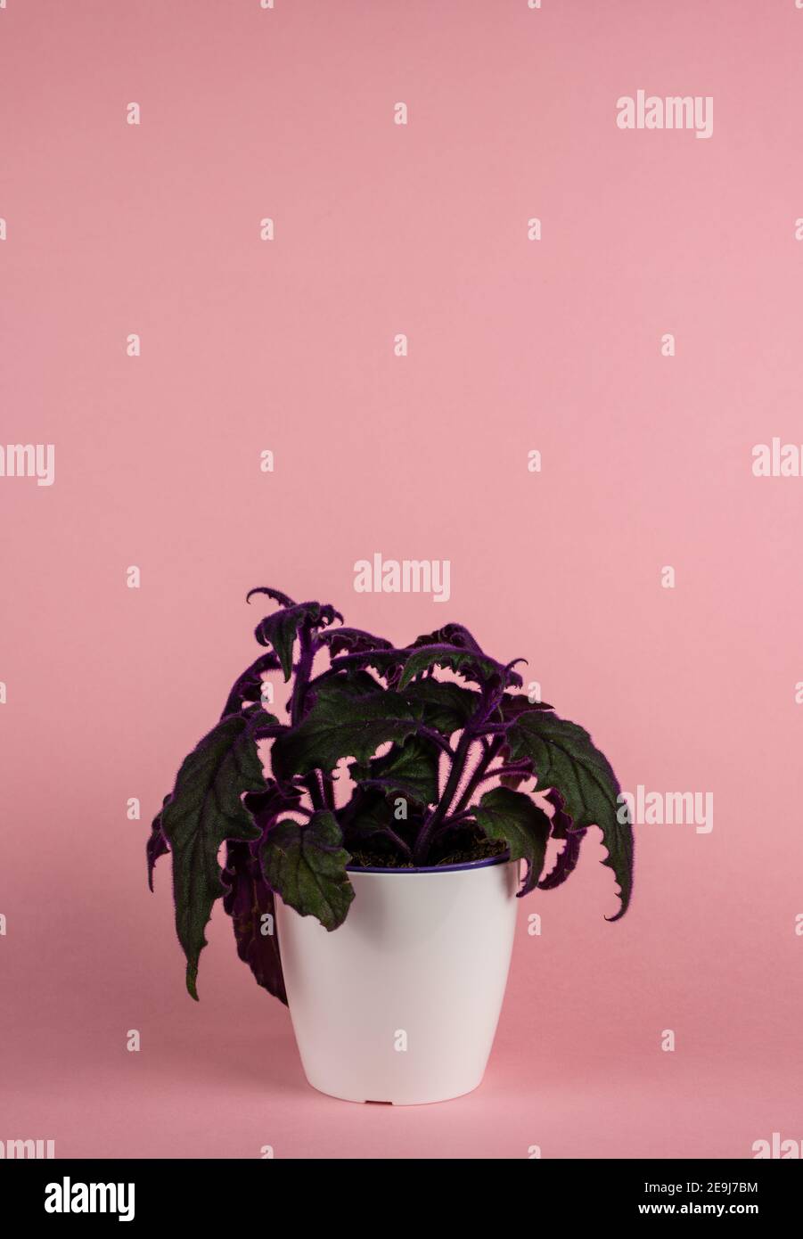 gynura aurantiaca in pot in pink background Stock Photo