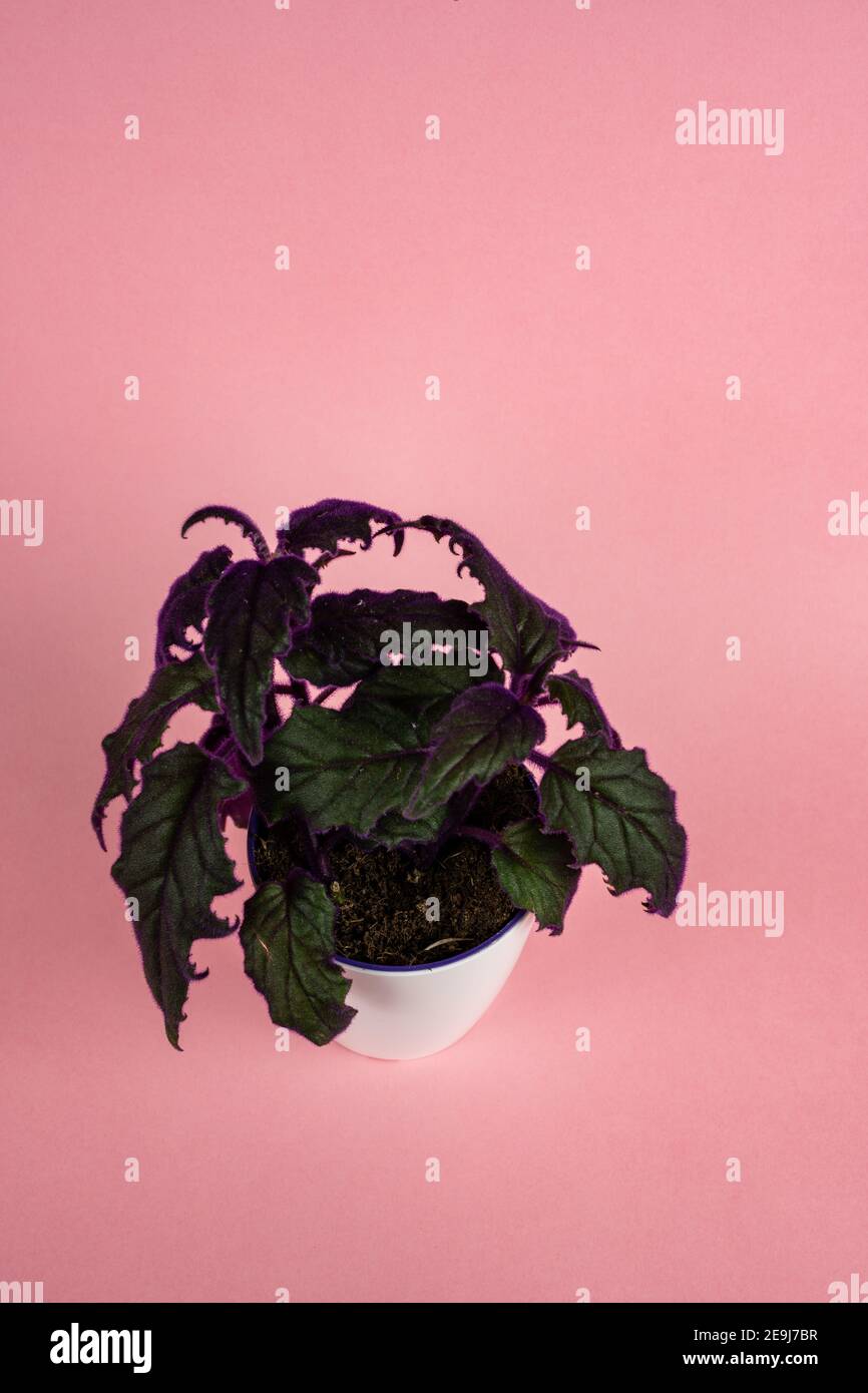 gynura aurantiaca in pot in pink background, top view Stock Photo