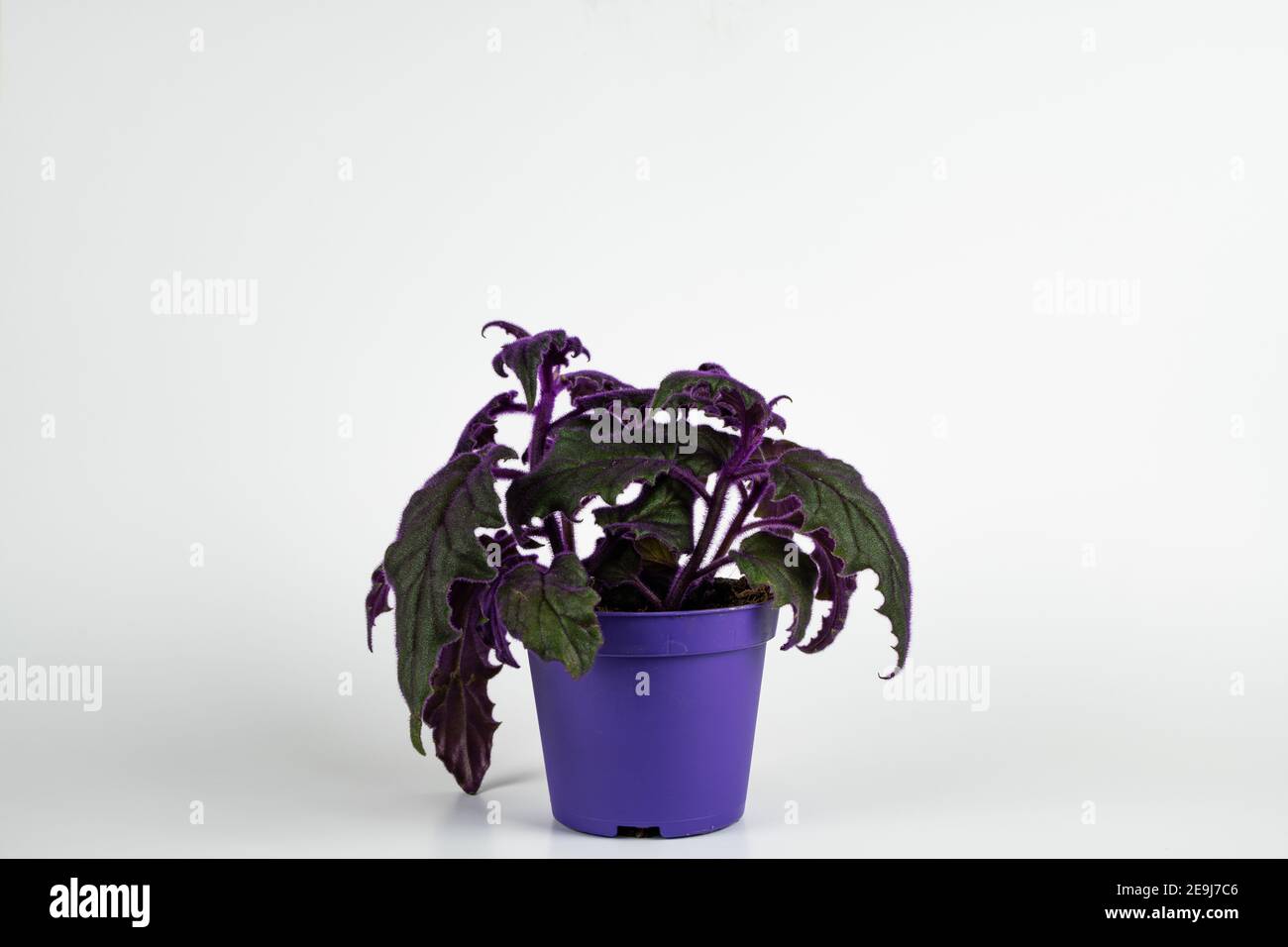 gynura aurantiaca in pot in white background Stock Photo