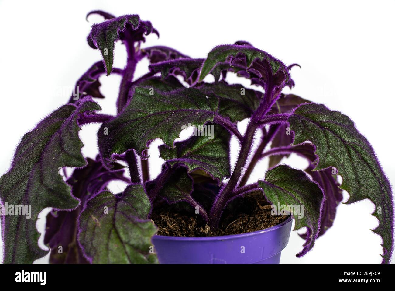 gynura aurantiaca in pot in white background Stock Photo