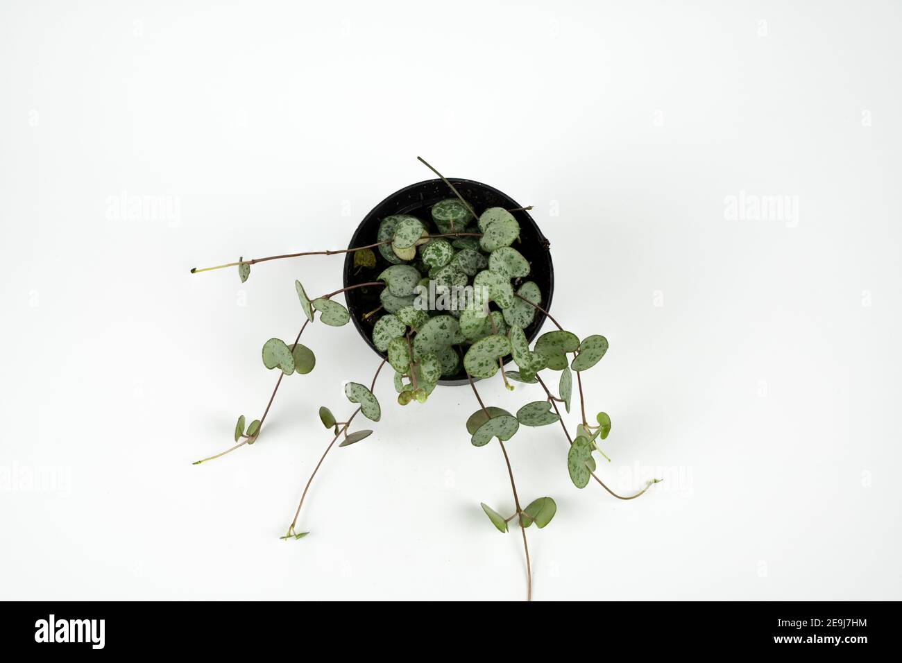 ceropegia woodii in pot on white background, overhead view Stock Photo