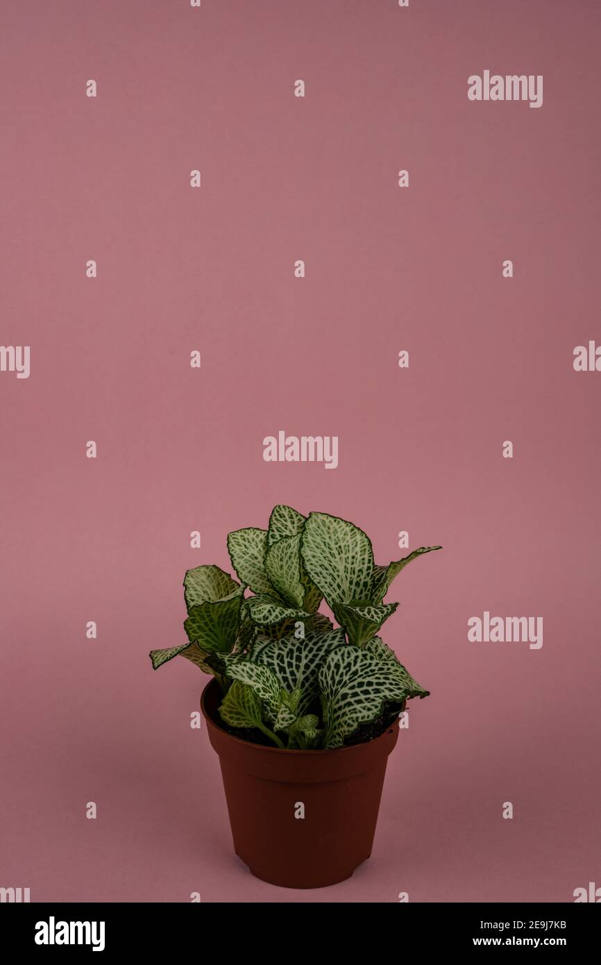 Fittonia albivenis in flowerpot on pink background Stock Photo