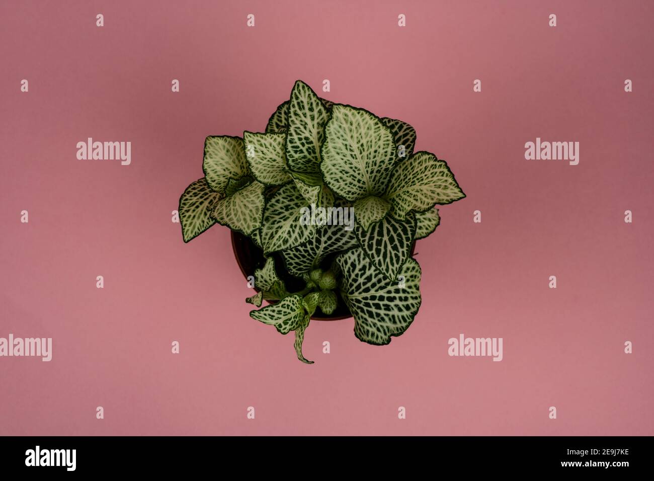 Fittonia albivenis in flowerpot on pink background, overhead view Stock Photo