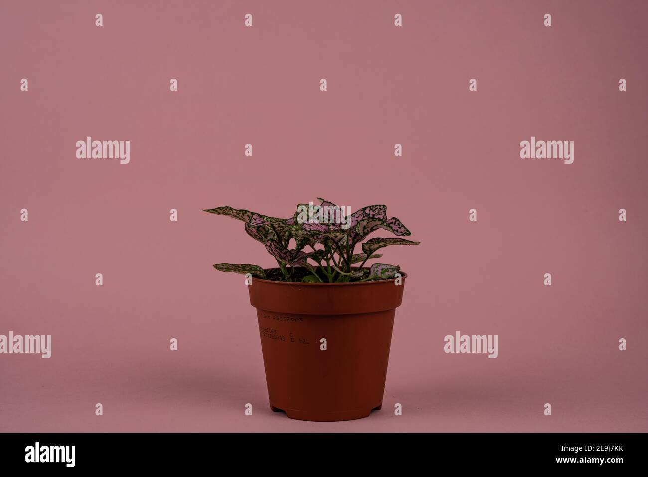 hypoestes phyllostachya pink splash on pink background Stock Photo