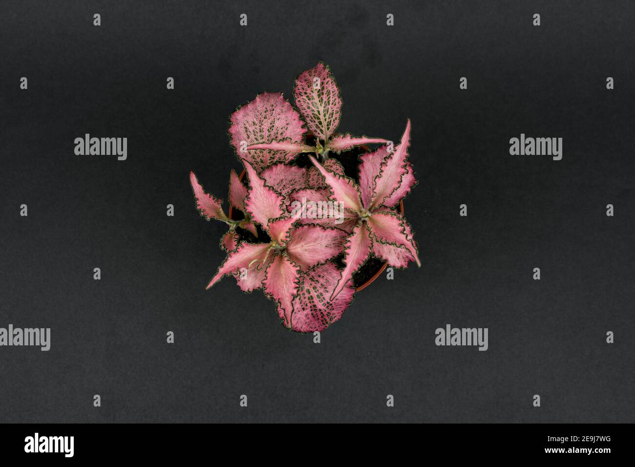 fittonia in flower pot on black background, overhead view Stock Photo