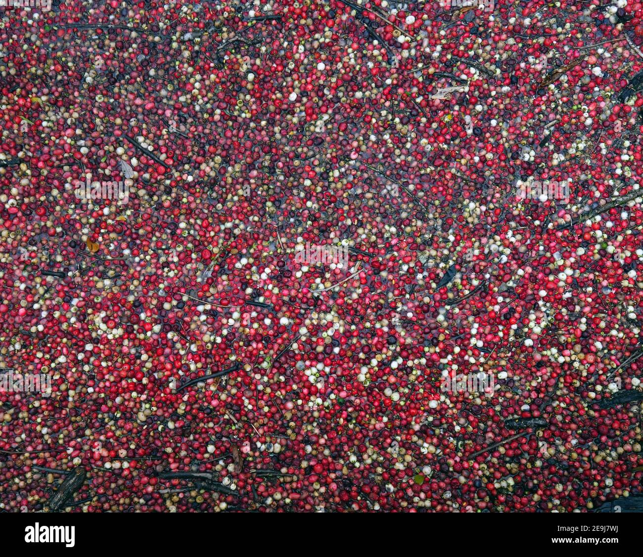 Rainforest fruits floating on wet seasonflooded creek, Cairns