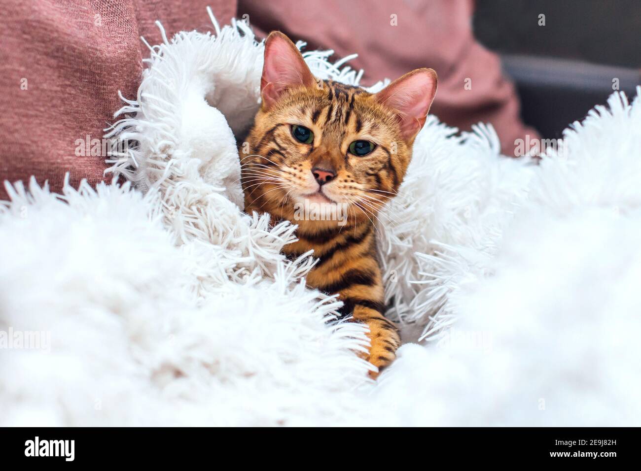 Bengal kitty cat laying on the white fury blanket Stock Photo - Alamy