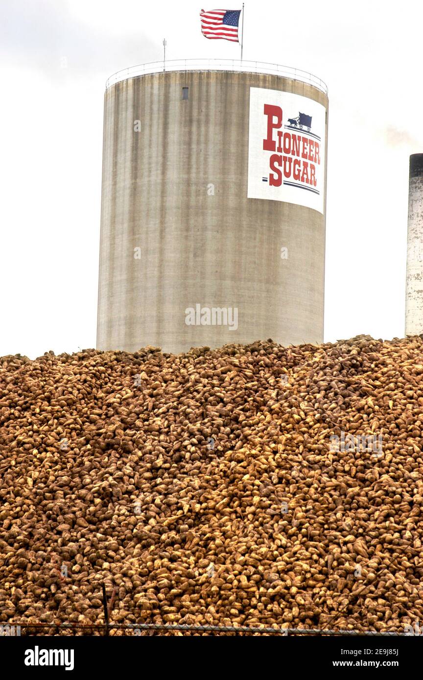 large pile of Pioneer Sugar beets are which processed into sugar at the