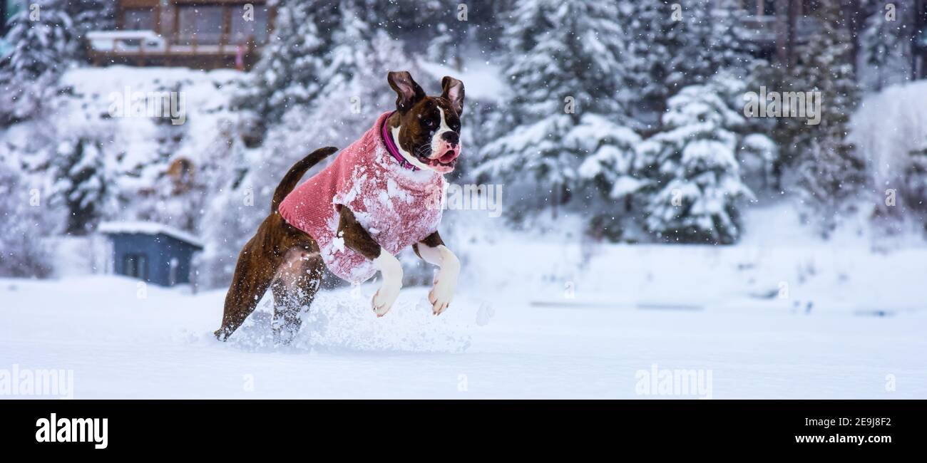 Dog playing in the snow Stock Photo - Alamy