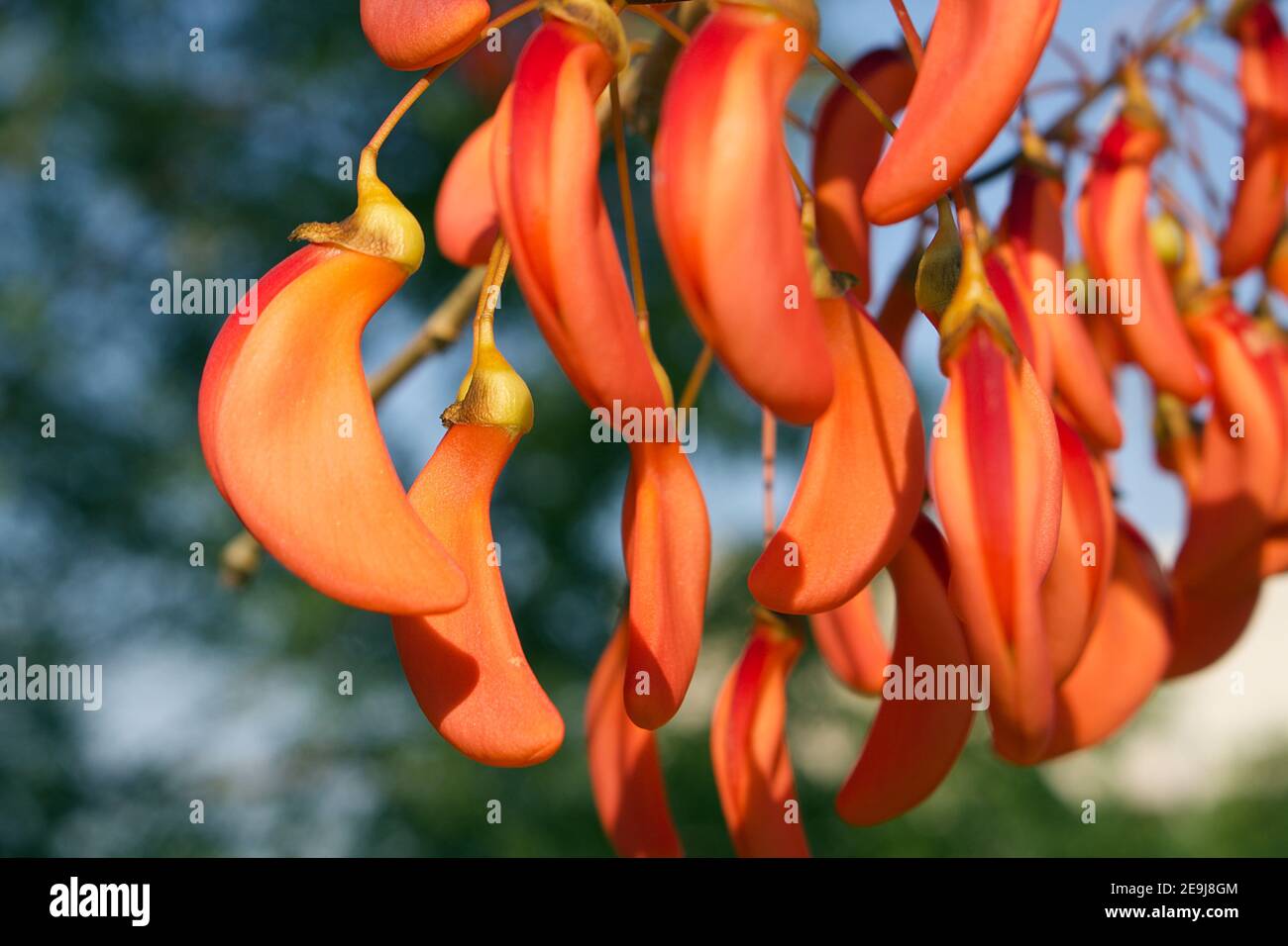 Close up of bright and colorful  flowers of a Brazilian tree (coral tree - Erythrina). Stock Photo