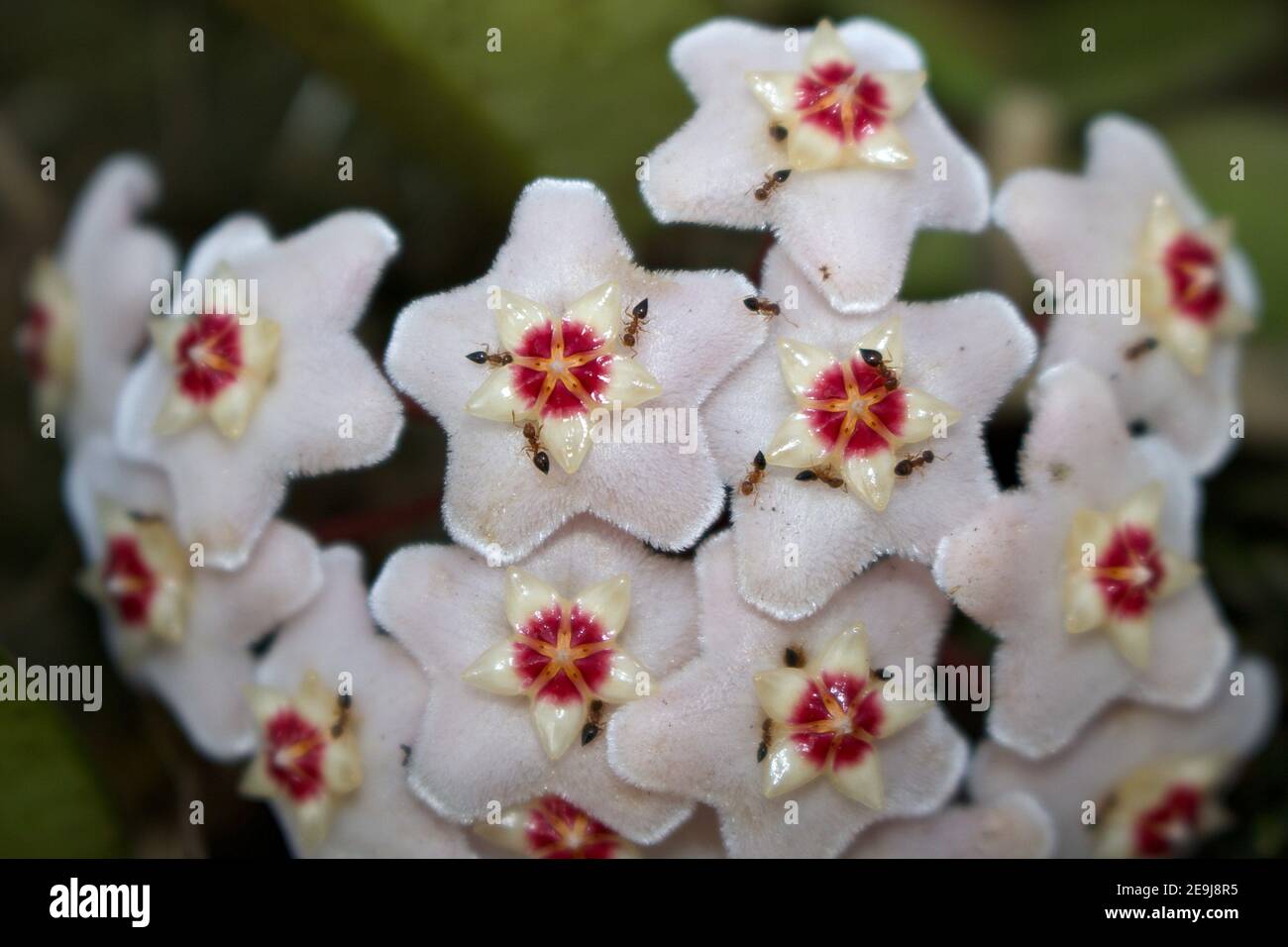 Close up of star shaped  flowers of Hoya carnosa (porcelain flower or wax plant). Ants atracted by the sweet scent and the  nectar drops. Stock Photo