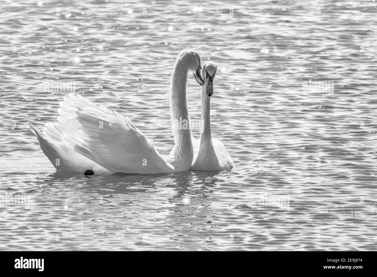 Mating games of a pair of white swans. Swans swimming on the water in nature. Valentine's Day background. The mute swan, latin name Cygnus olor. Stock Photo