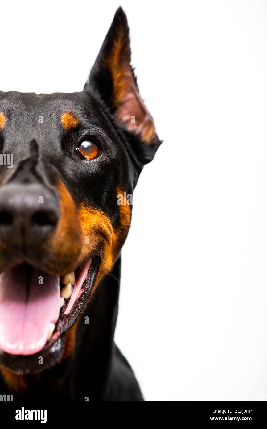 Adult female Doberman Pinscher Stock Photo Alamy