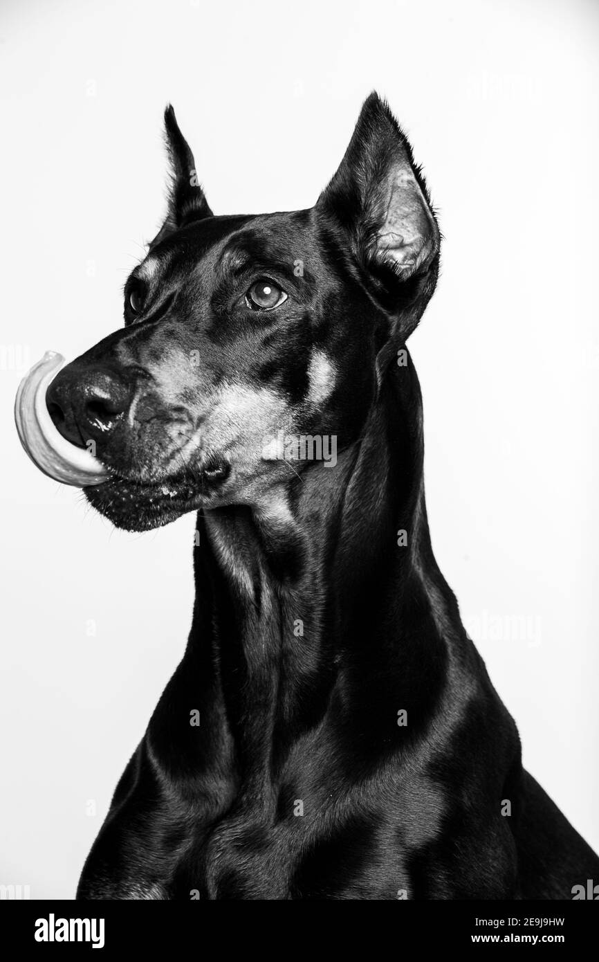 White and sale black doberman