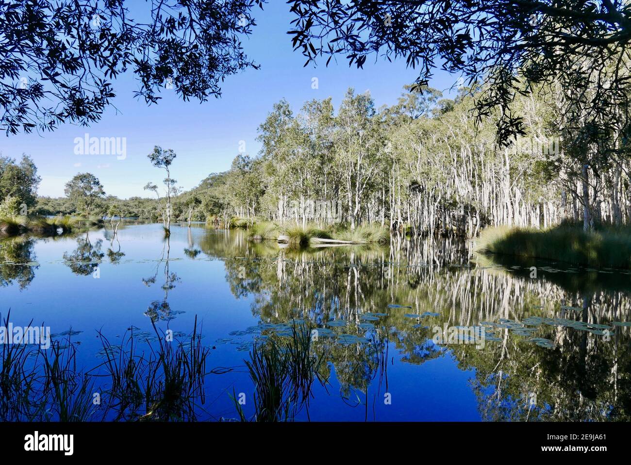 A rehabilitated environment on the Coffs Coast. Beautiful water reflections of the gum trees. Stock Photo
