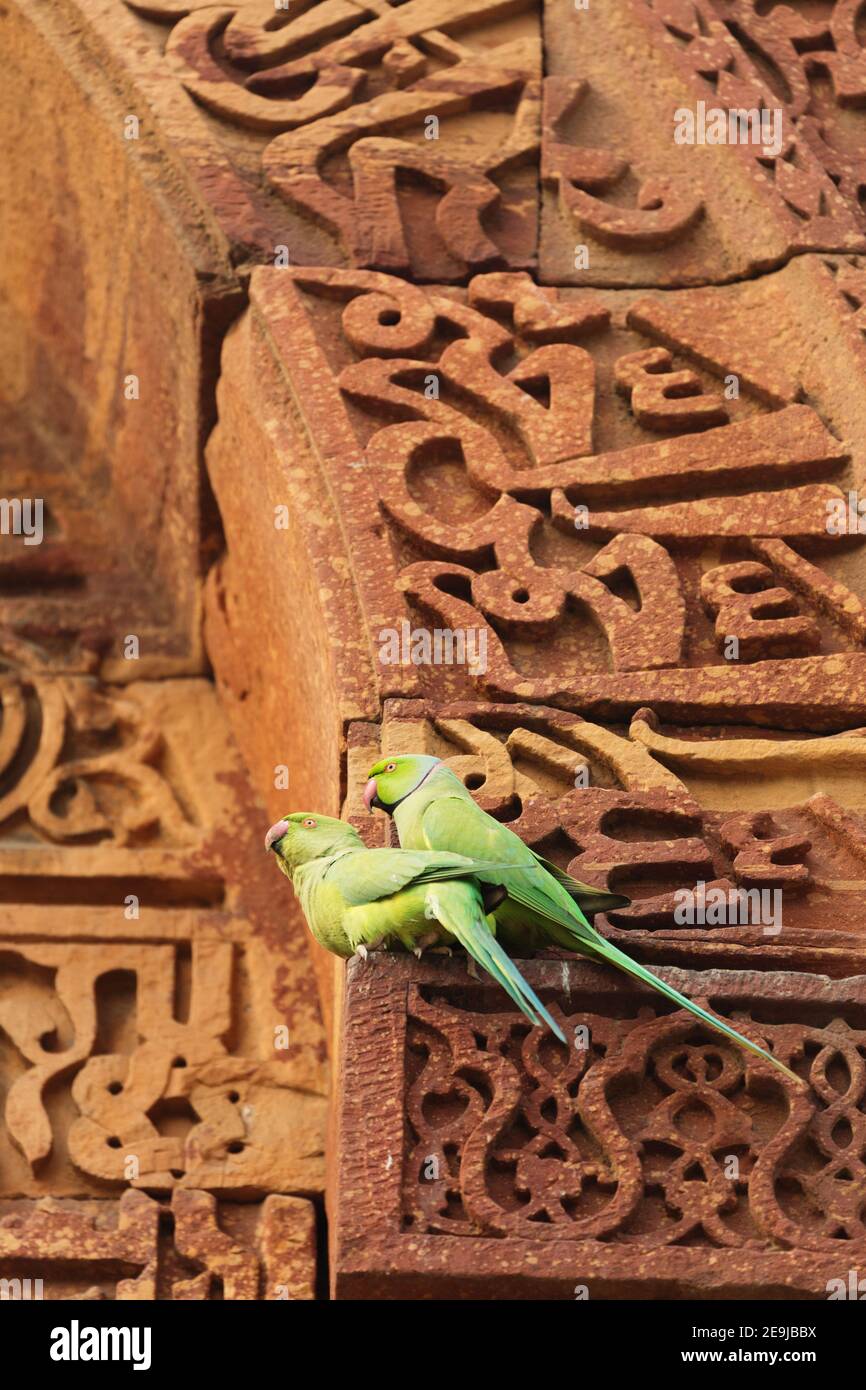 Green parrots perched on the archway of the Tomb of Iltutmish Stock Photo