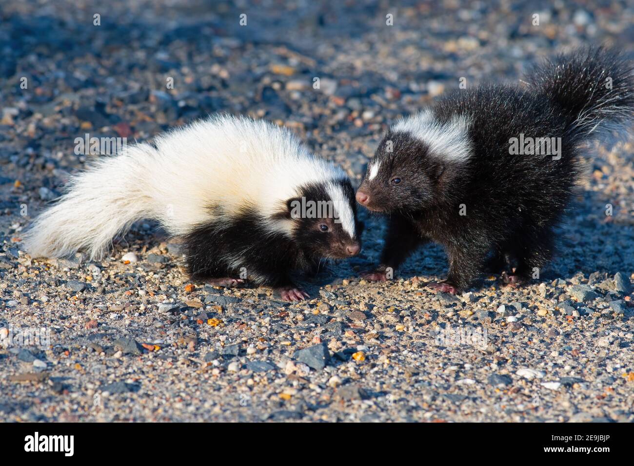 Baby Skunks Playing Stock Photo