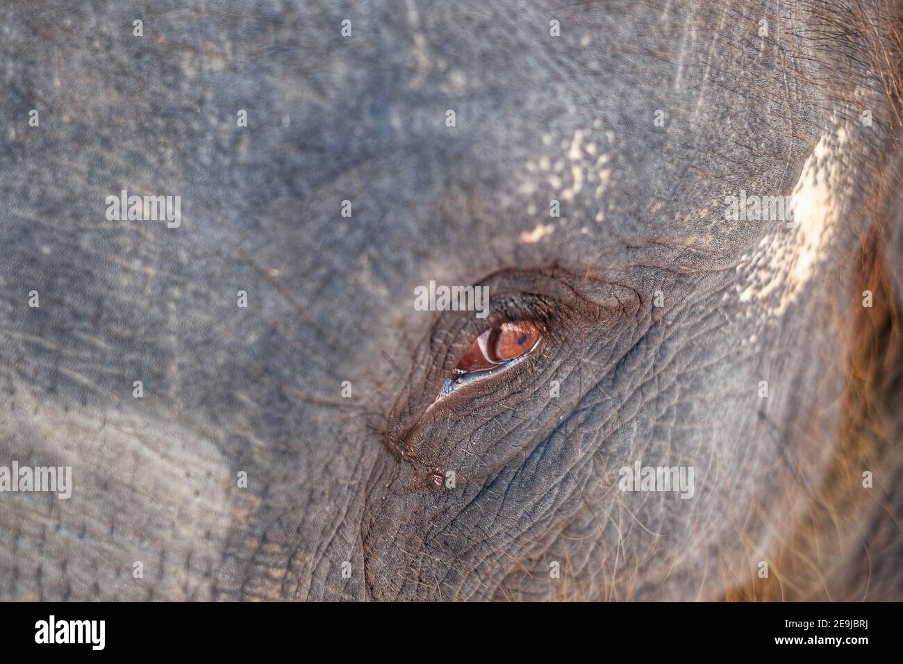 A close up picture of an Asian elephant's eye with rough thick skin