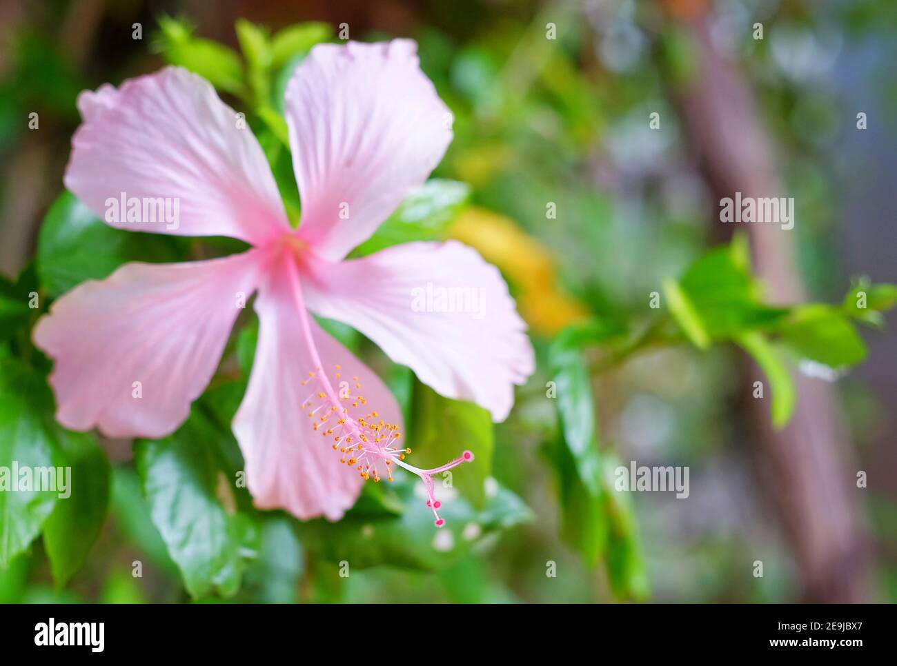 A close up picture of a blooming pink hibiscus flower. Stock Photo