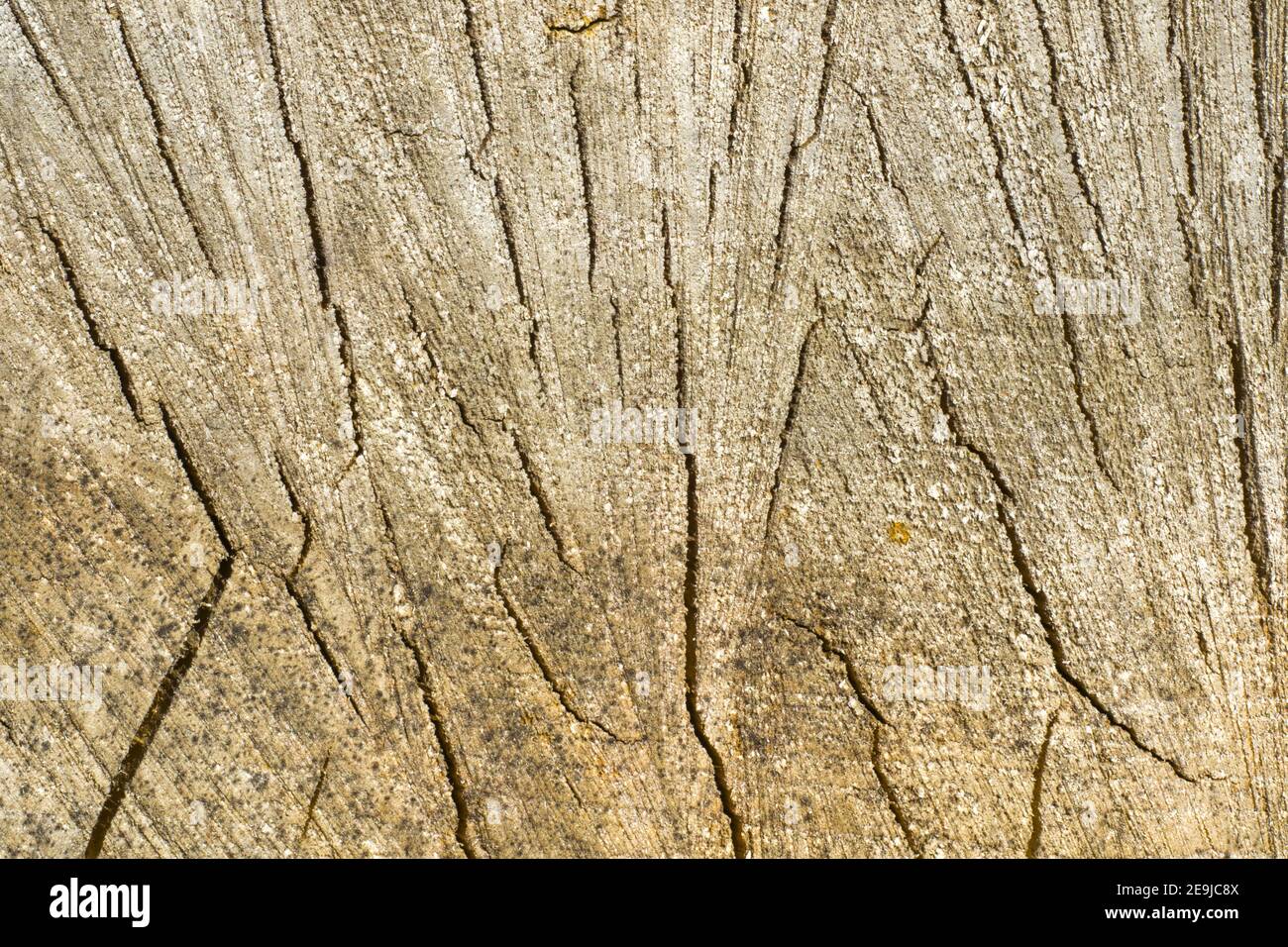 Closeup of a rough surface of firewood - good for wooden backgrounds Stock Photo