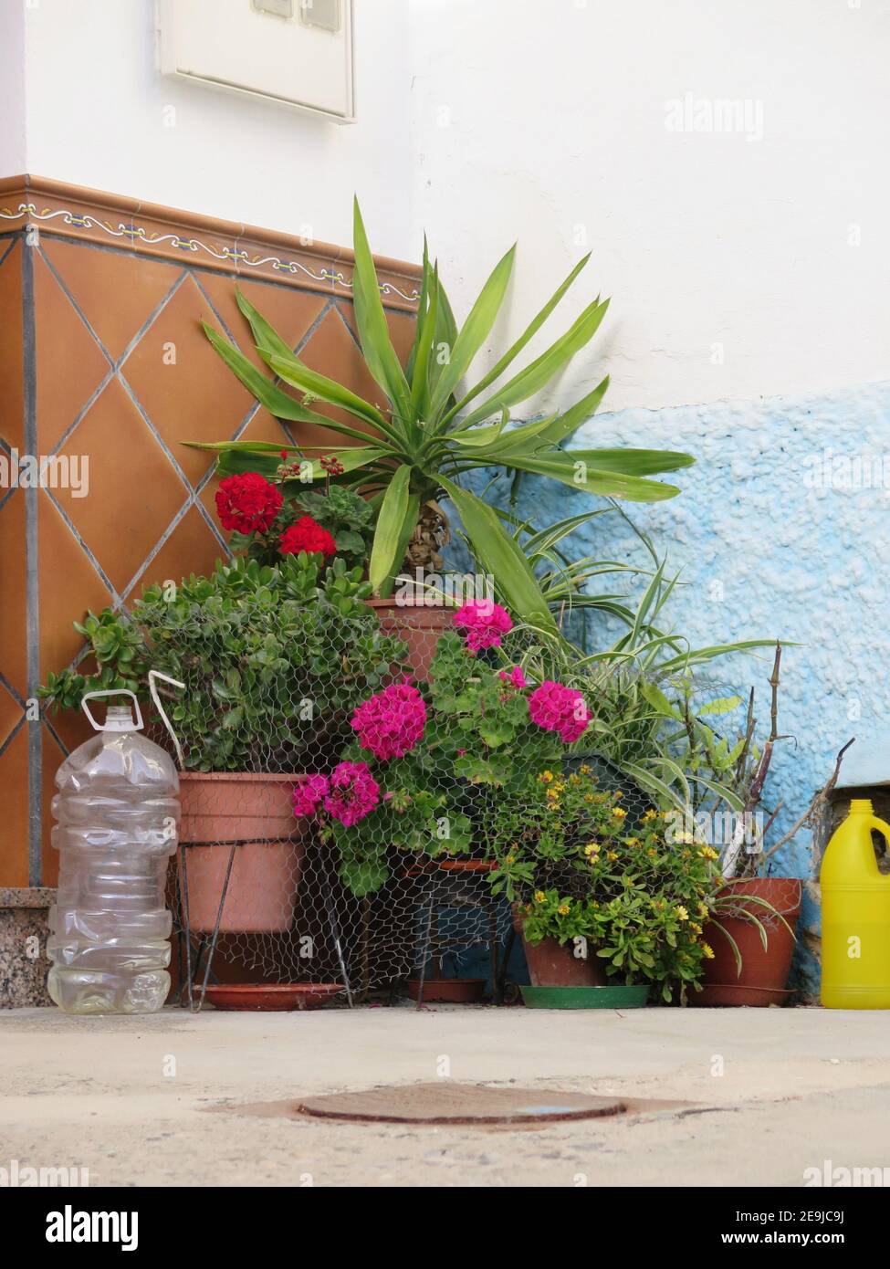 Small Flower display on pavement with with water bottles to deter dogs outside residential house in Andalusian village Stock Photo