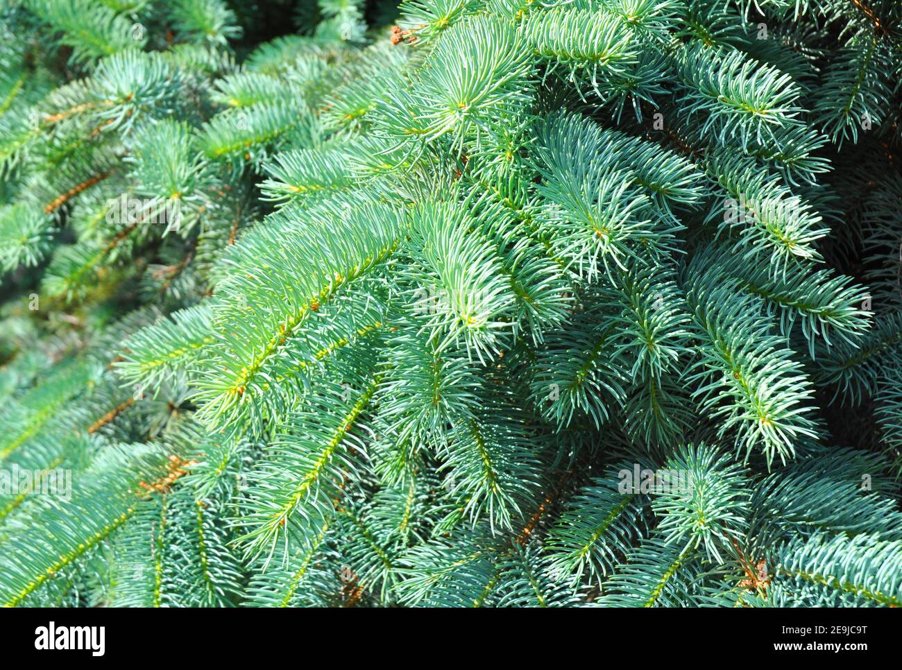 Blue spruce, green spruce, white spruce, Colorado spruce or Colorado blue spruce, with the scientific name Picea pungens, is a species of spruce tree. Stock Photo