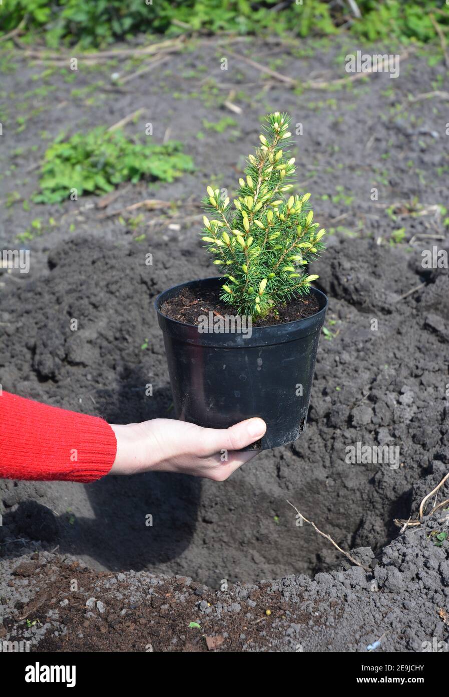 Gardener transplant Picea glauca Rainbow's End with Roots. Stock Photo