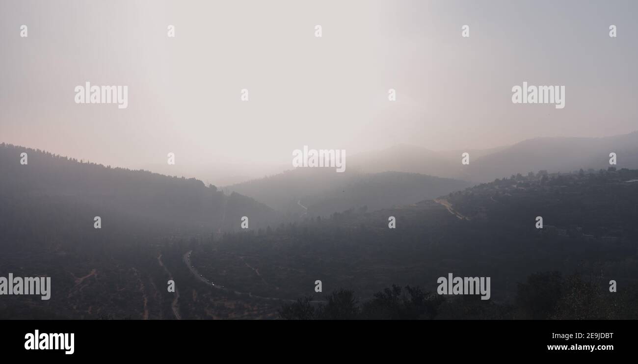 Jerusalem Forest, densely planted pine trees and natural woodland Stock Photo