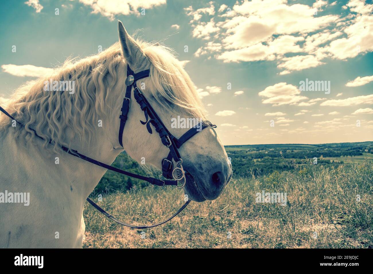 White horse standing at top of a hill with blue sky background. Horse