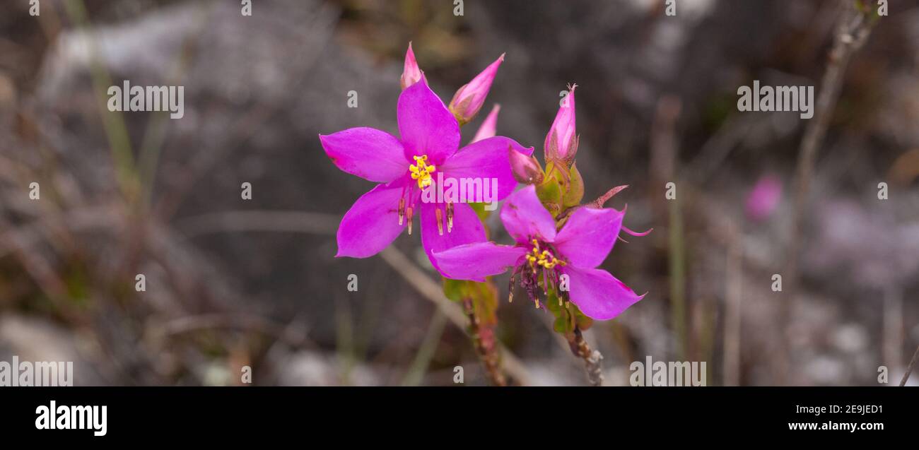 Pink flower of a Lavoisiera in natural habitat, seen in the Serra do Cipó Nationalpark in Minas Gerais, Brazil Stock Photo